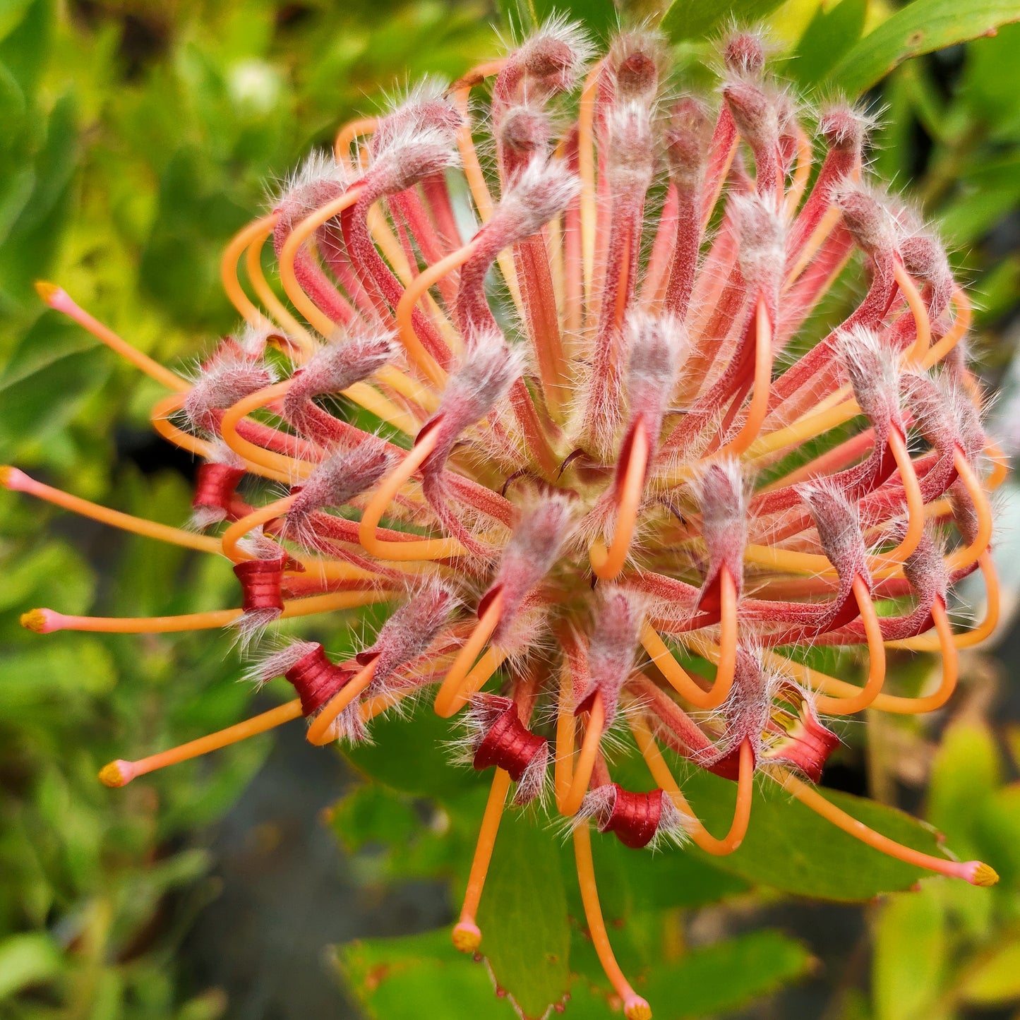 Leucospermum 'Scarlet Ribbons' (Pincushion Protea)