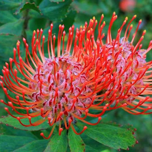 Leucospermum 'Lanii' (Pincushion Protea)