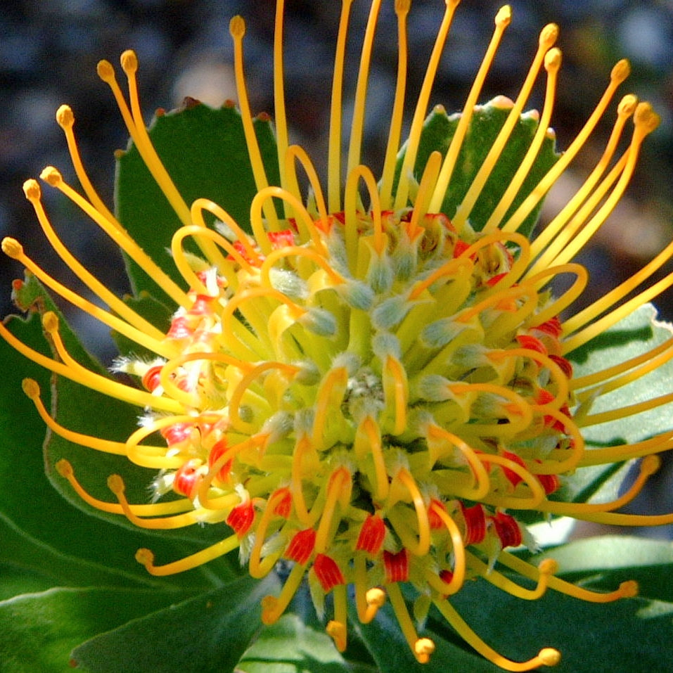 Leucospermum praecox (Mossel Bay Pincushion) S003