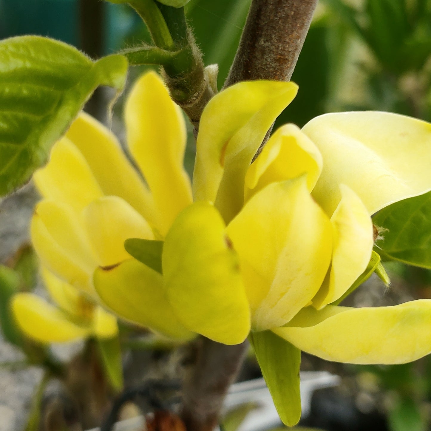 Magnolia 'Koban Dori'