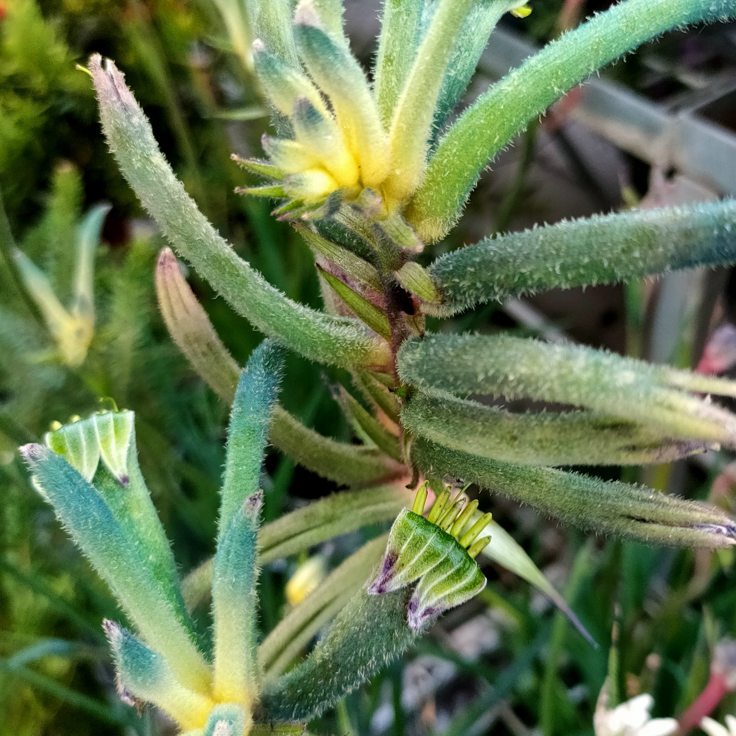 Anigozanthos Celebrations 'Aussie Spirit' (Kangaroo Paw)