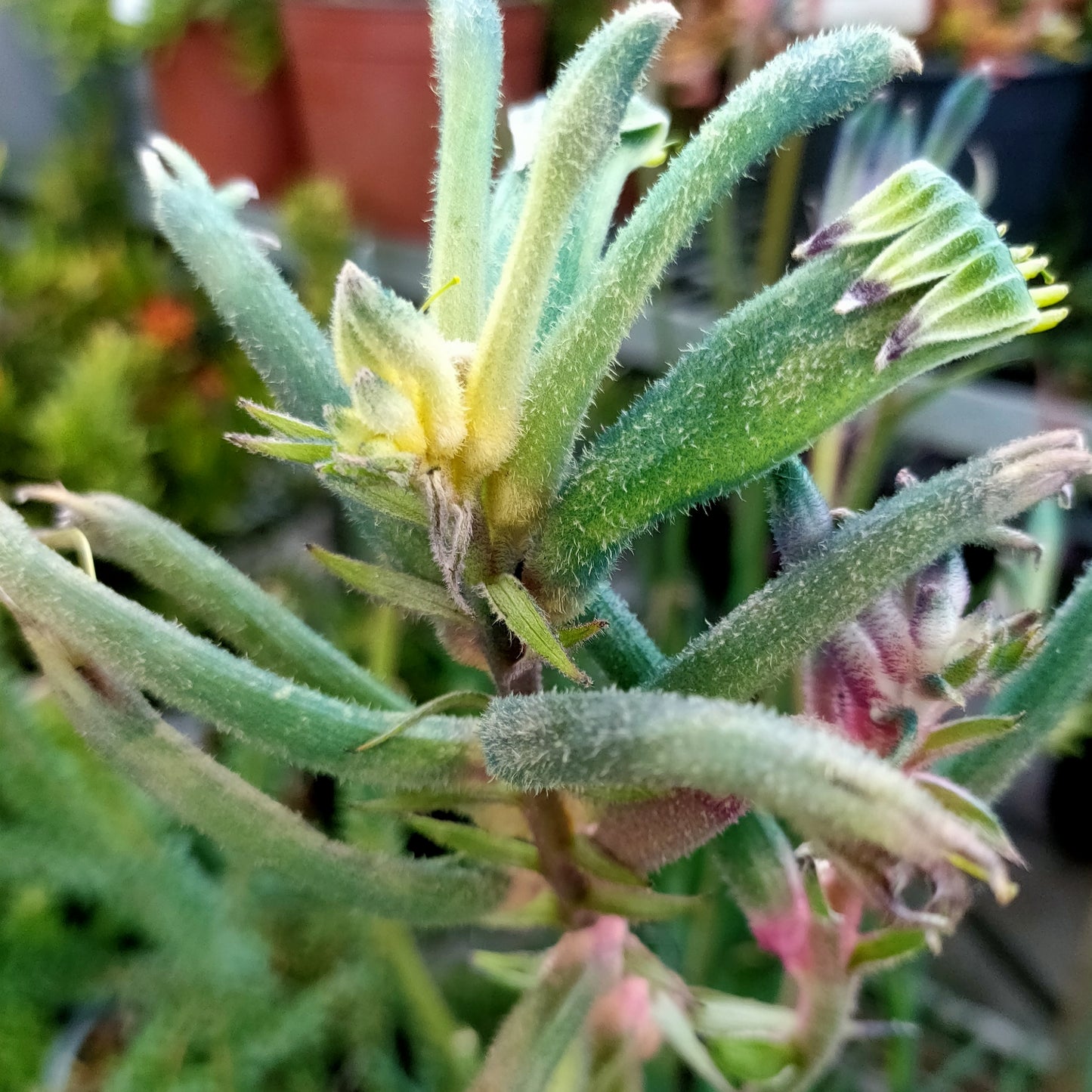 Anigozanthos Celebrations 'Aussie Spirit' (Kangaroo Paw)