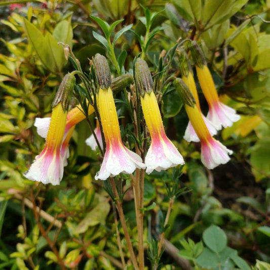 Cantua buxifolia 'Tricolor' (Flower of the Incas)