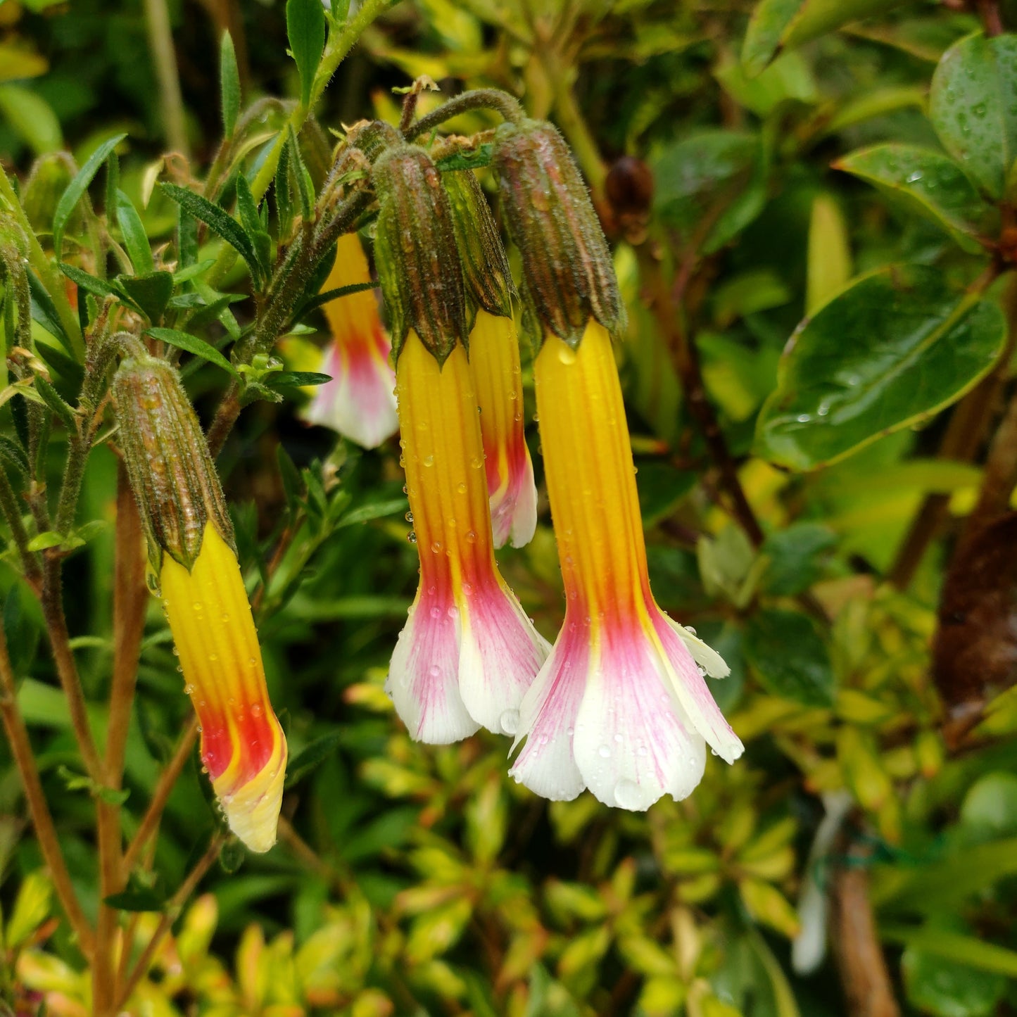 Cantua buxifolia 'Tricolor' (Flower of the Incas) Pikirangi