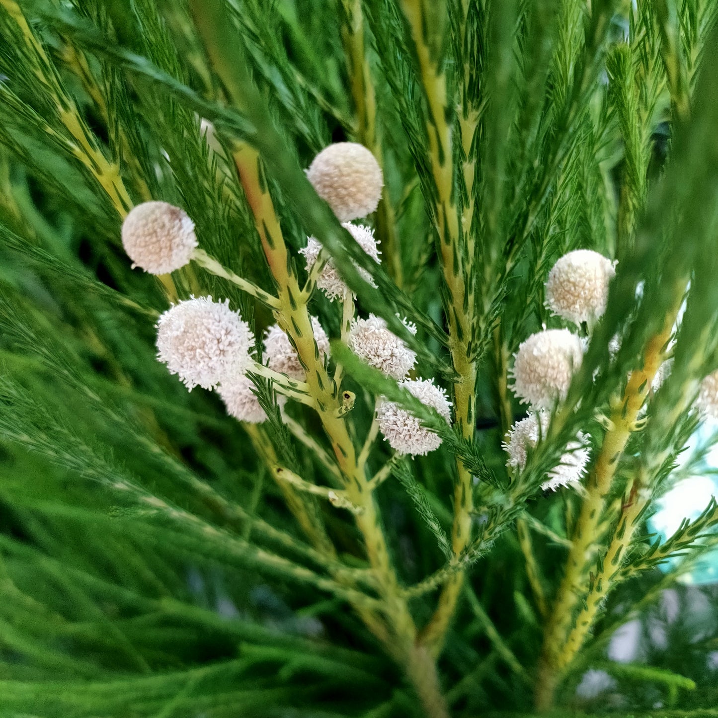Berzelia lanuginosa (Button Bush)
