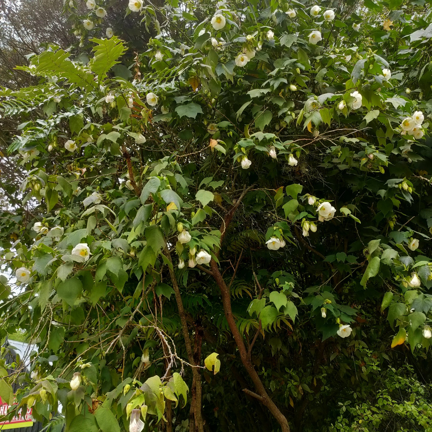 Abutilon x hybridum 'White' (Chinese Lanterns)
