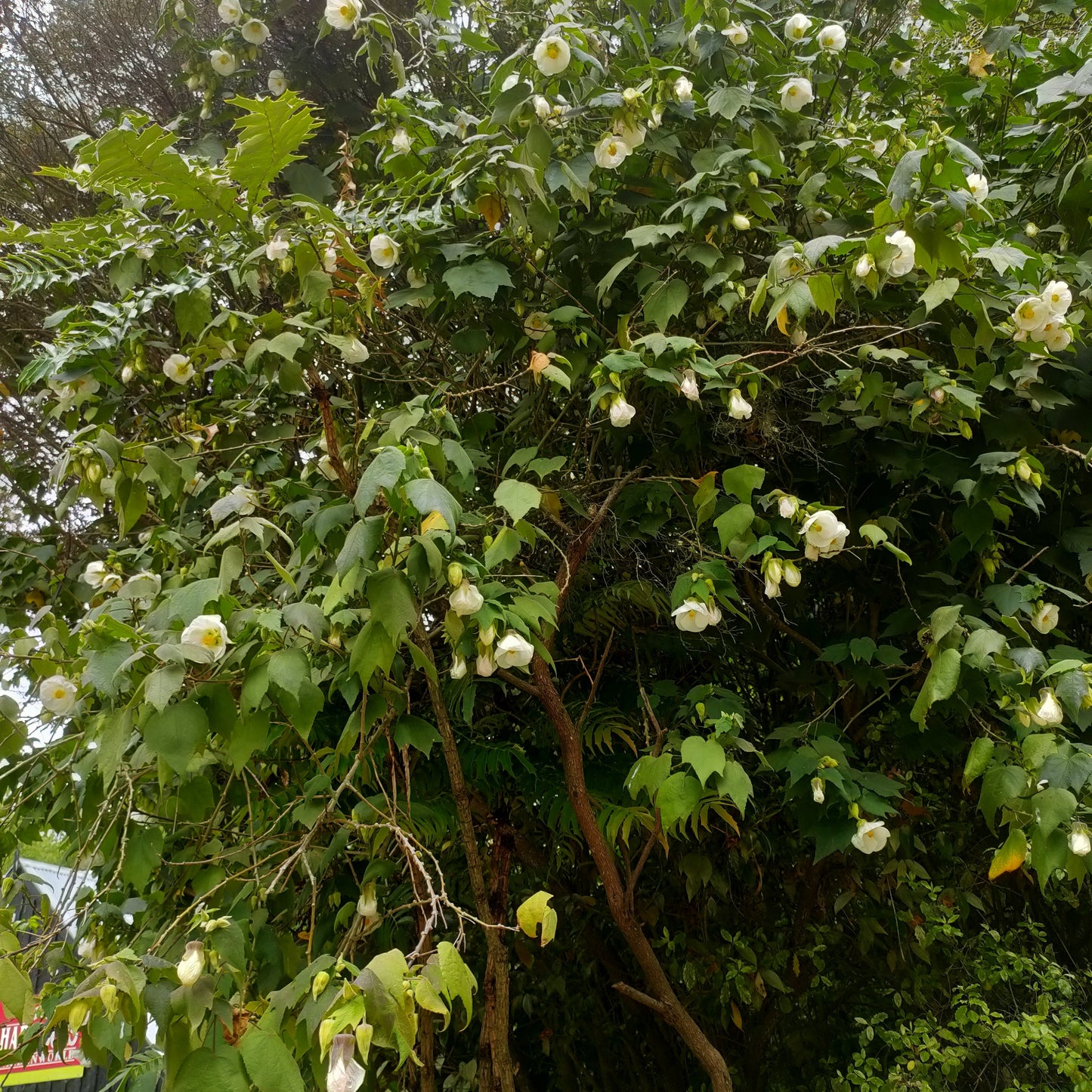 Abutilon x hybridum 'White' (Chinese Lanterns) Pikirangi Online Garden Centre