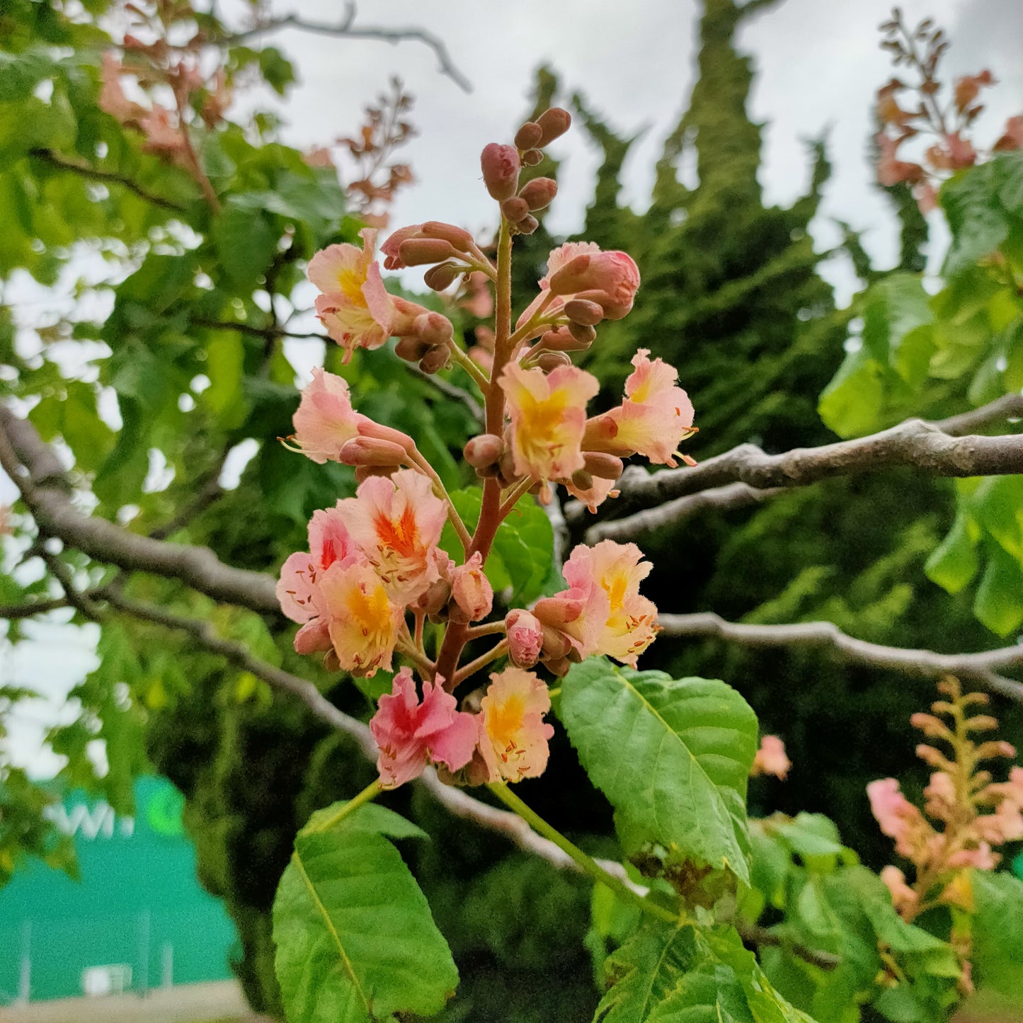 Aesculus × carnea (Red Horse-Chestnut)
