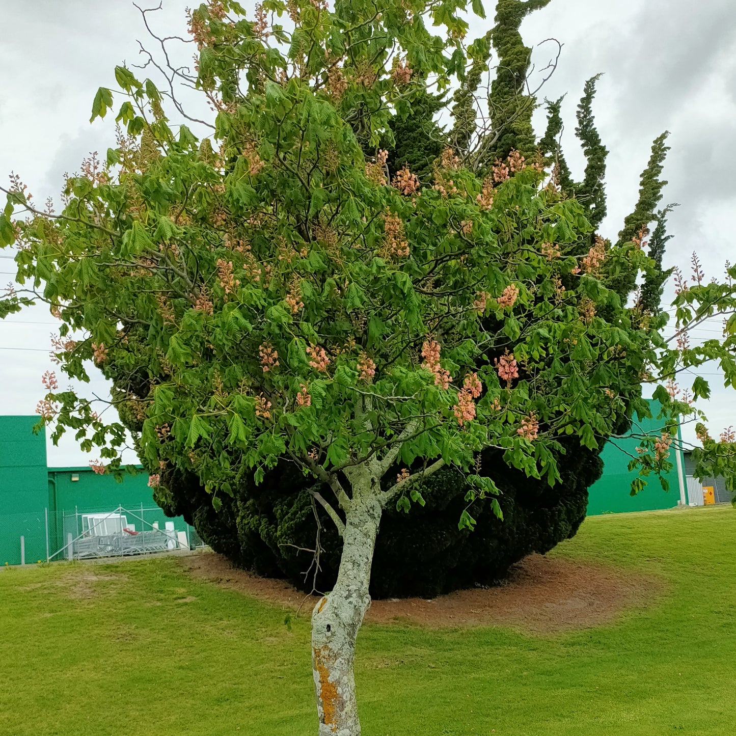 Aesculus × carnea (Red Horse-Chestnut)