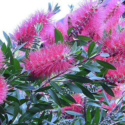 Callistemon 'John Mashlan' (Bottlebrush) Pikirangi
