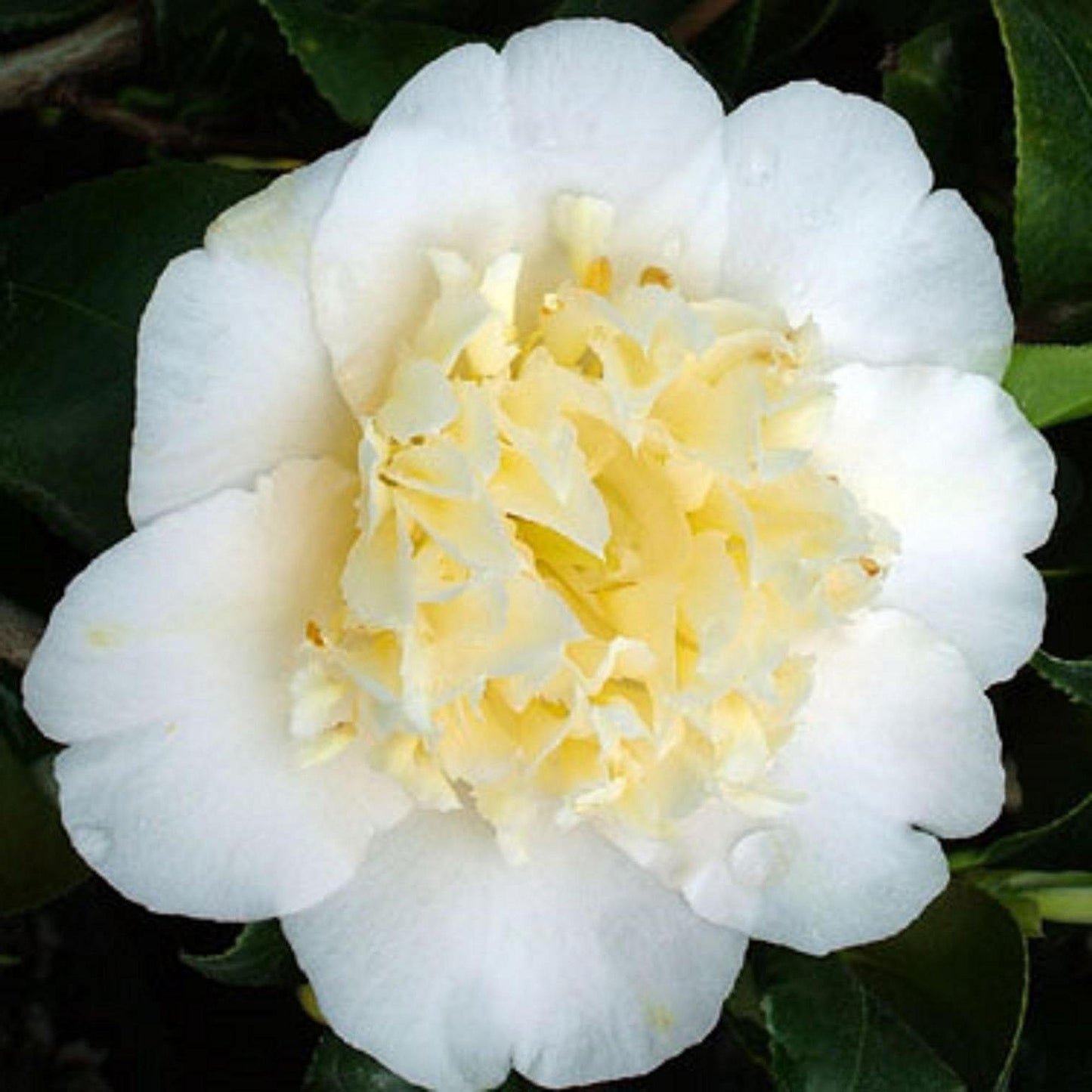 Camellia x williamsii 'Jury's Yellow'