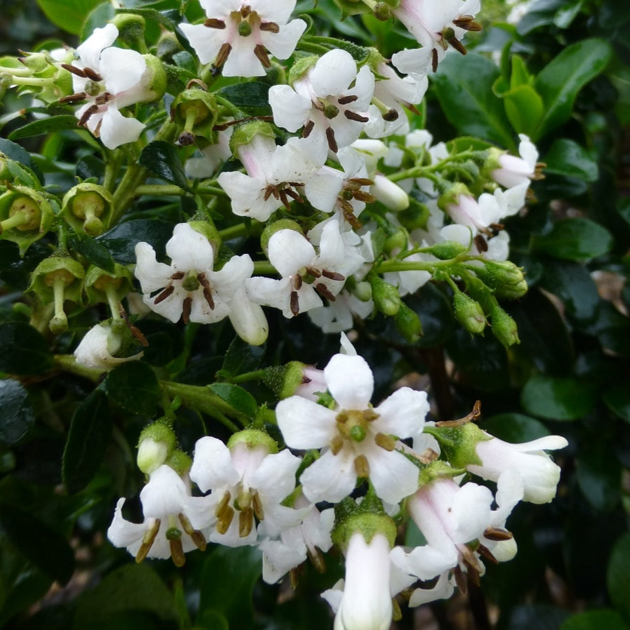 Escallonia 'White Profusion' Pikirangi