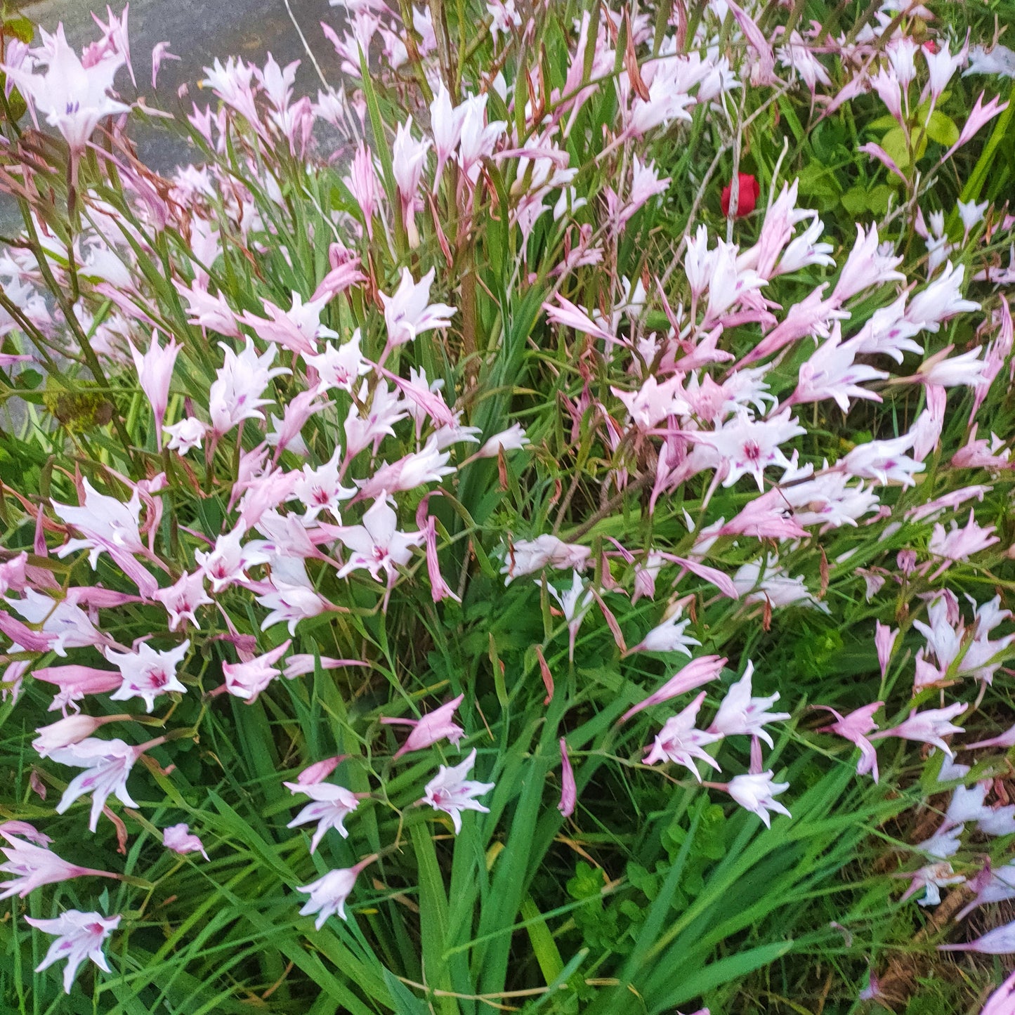 Gladiolus murielae 'Pink' (Peacock Orchid) S006