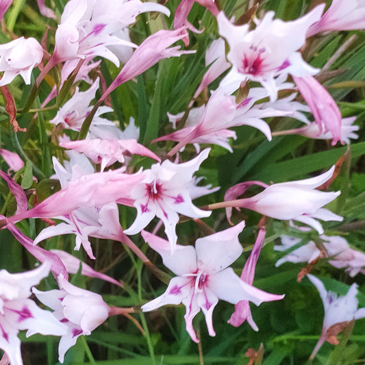 Gladiolus murielae 'Pink' (Peacock Orchid)