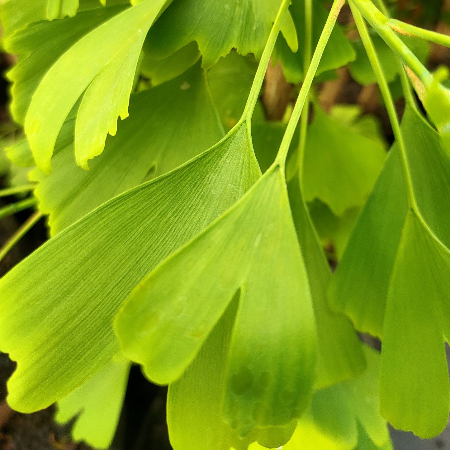 Ginkgo biloba 'Saratoga' (Maidenhair Tree) ♂ Pikirangi