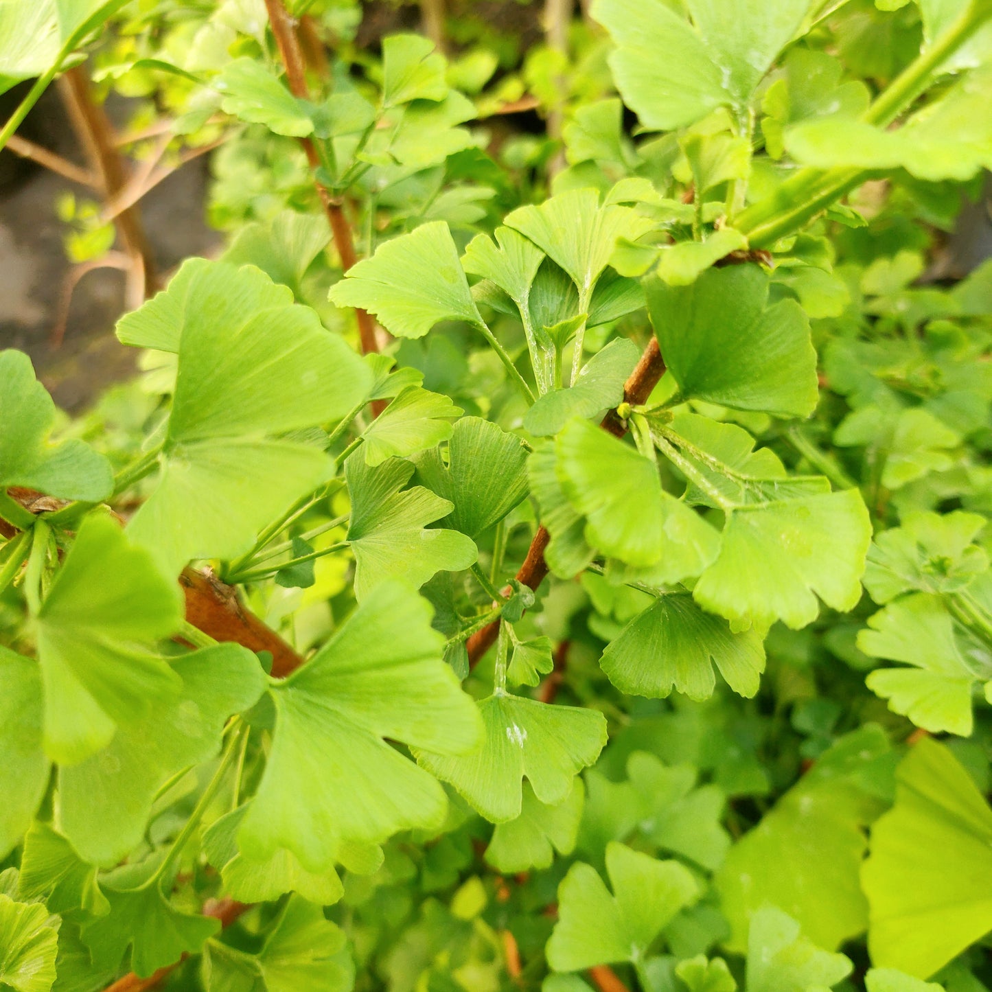 Ginkgo biloba 'Jade Butterflies' (Maidenhair Tree) β