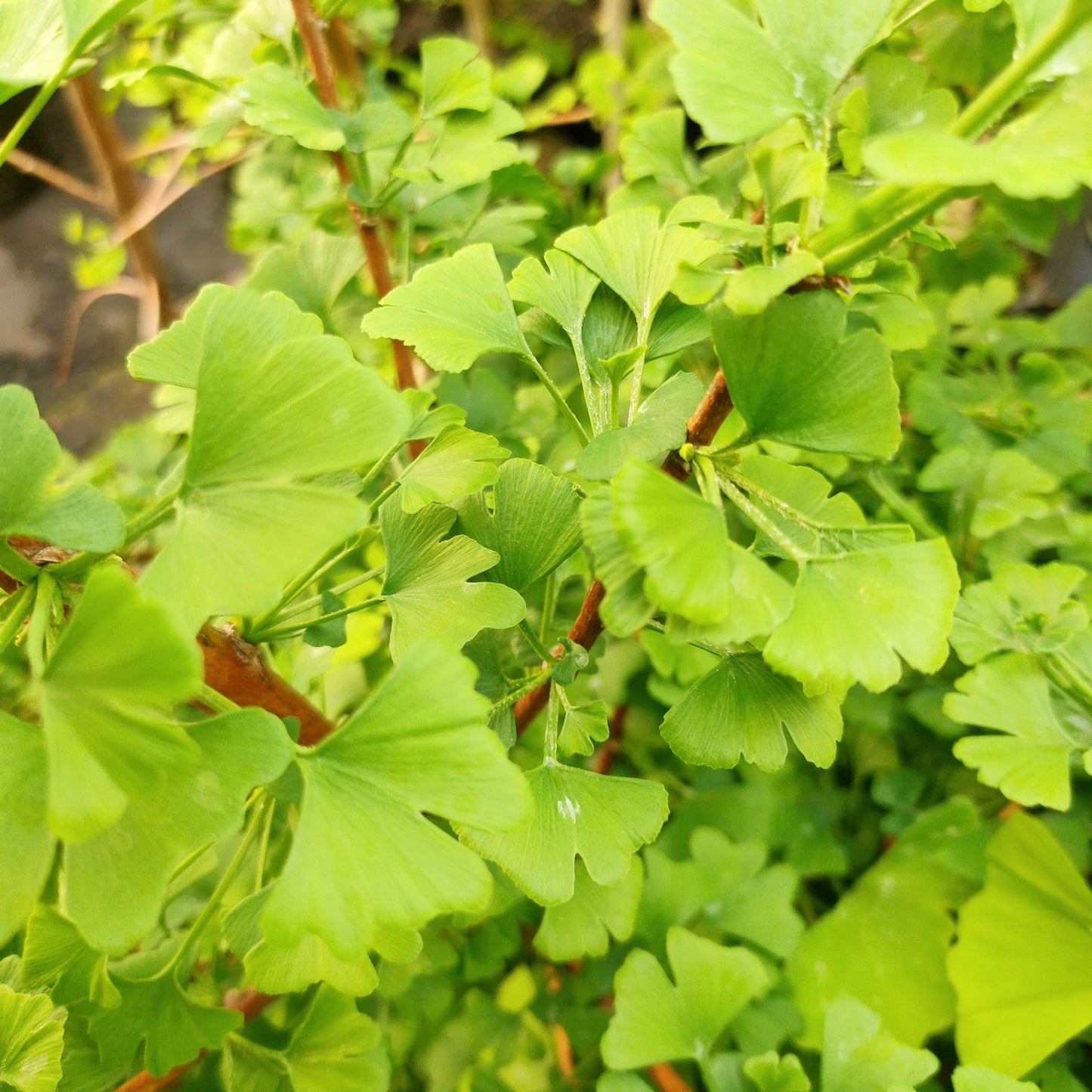 Ginkgo biloba 'Jade Butterflies' (Maidenhair Tree) ♂ Pikirangi