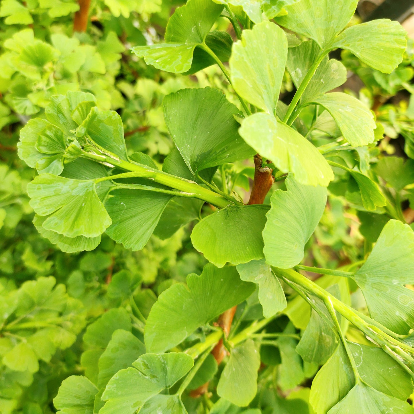 Ginkgo biloba 'Jade Butterflies' (Maidenhair Tree) β
