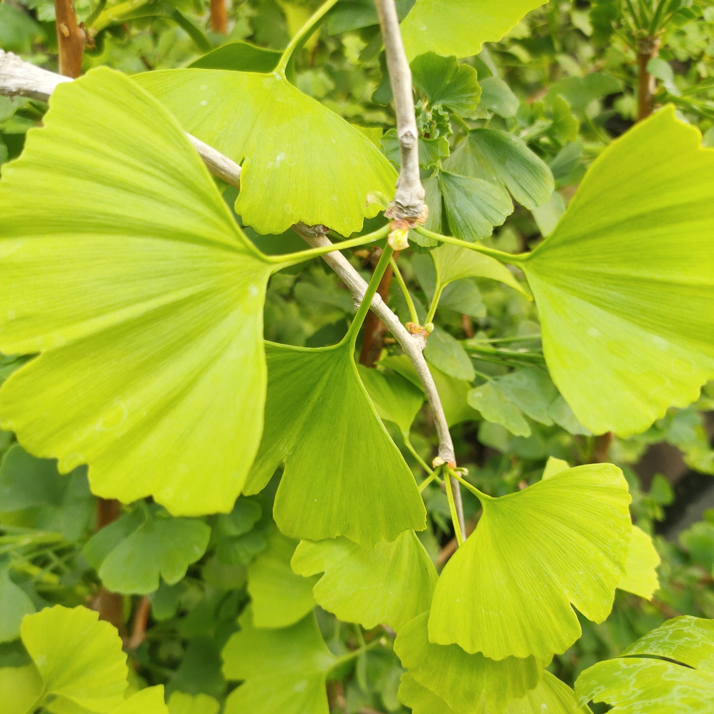 Ginkgo biloba 'Little Weeper' (Maidenhair Tree)