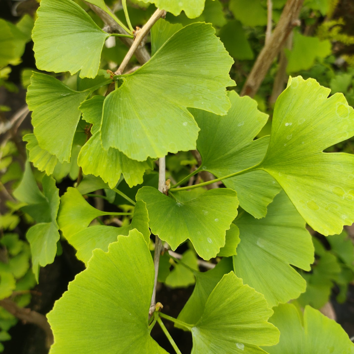 Ginkgo biloba 'Little Weeper' (Maidenhair Tree)