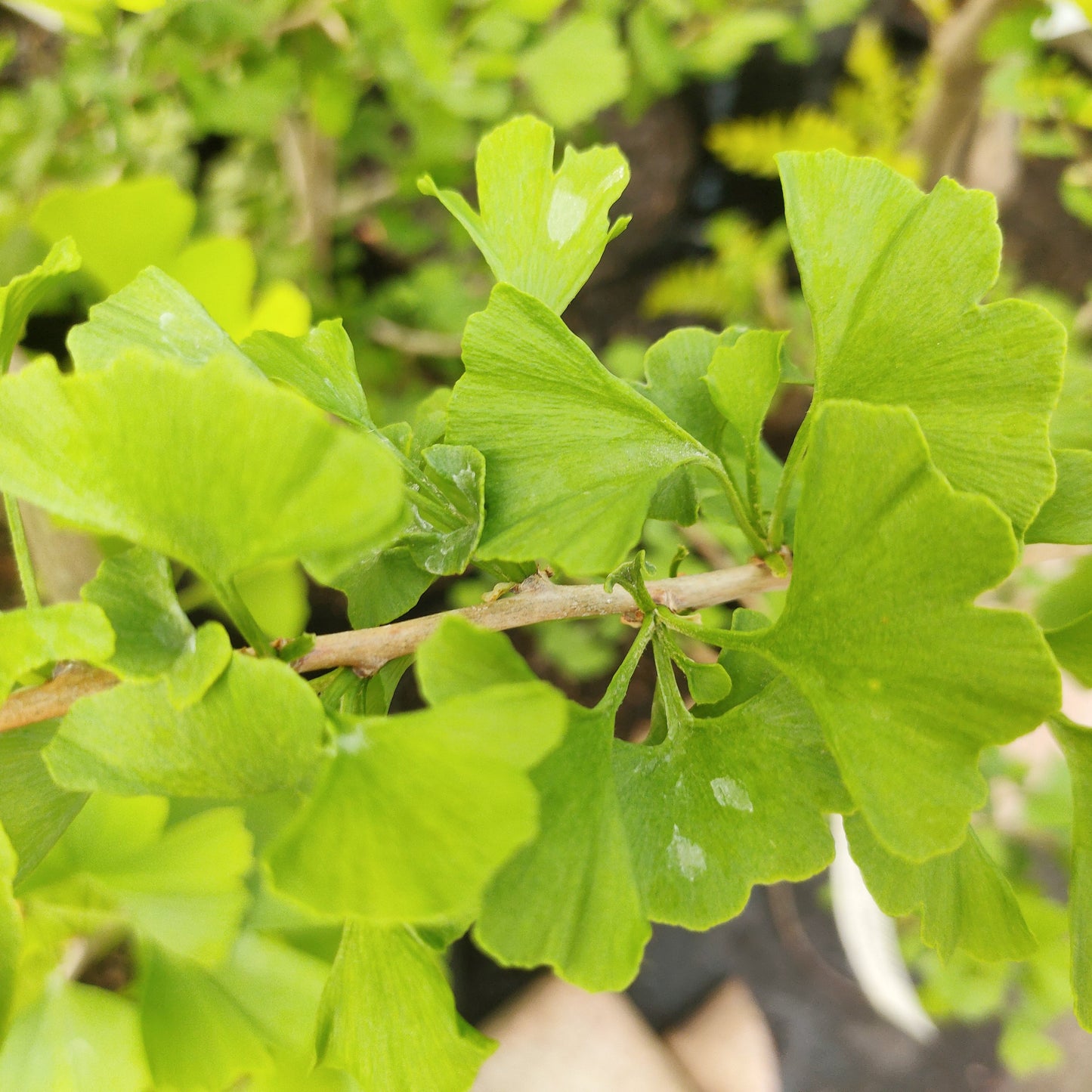 Ginkgo biloba 'Ming Princess' (Maidenhair Tree) ♂ Pikirangi