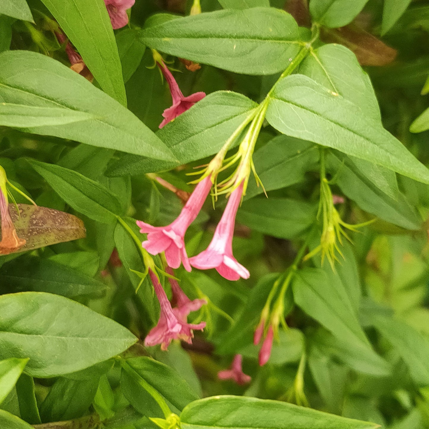Jasminum beesianum (Red Jasmine) Pikirangi