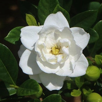 Gardenia jasminoides 'Professor Pucci' (Cape Jasmine) PVR Pikirangi