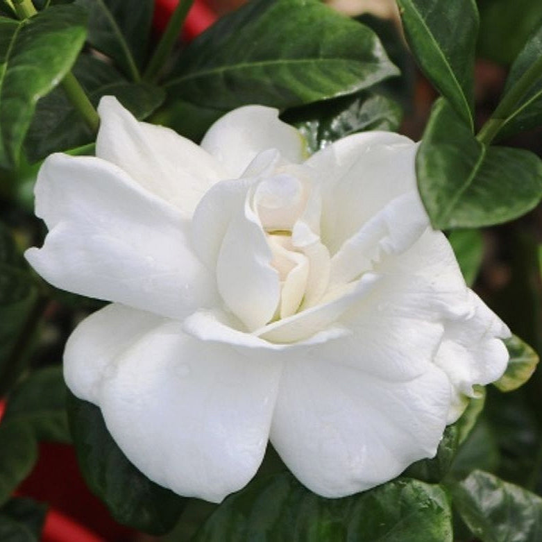 Gardenia augusta 'True Love' (Cape Jasmine) Pikirangi