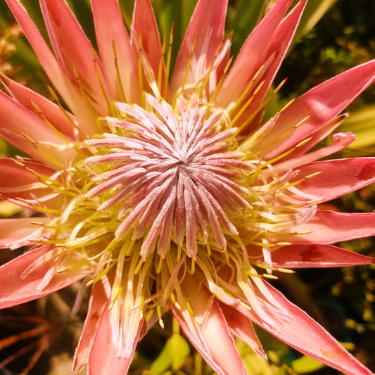 Protea cynaroides 'Tsitsikama' (King Protea) S009