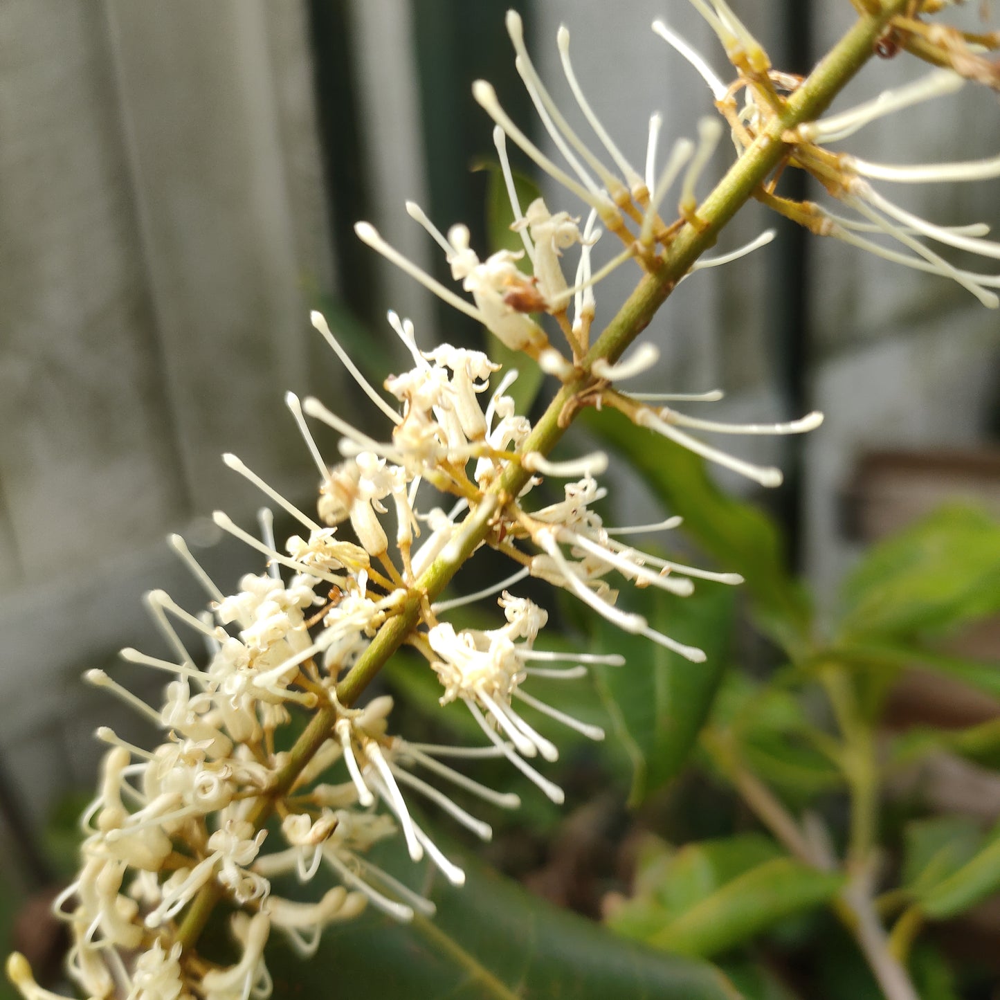 Macadamia 'Nelmak 2'