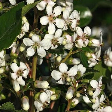 Escallonia 'Fielders White' Pikirangi
