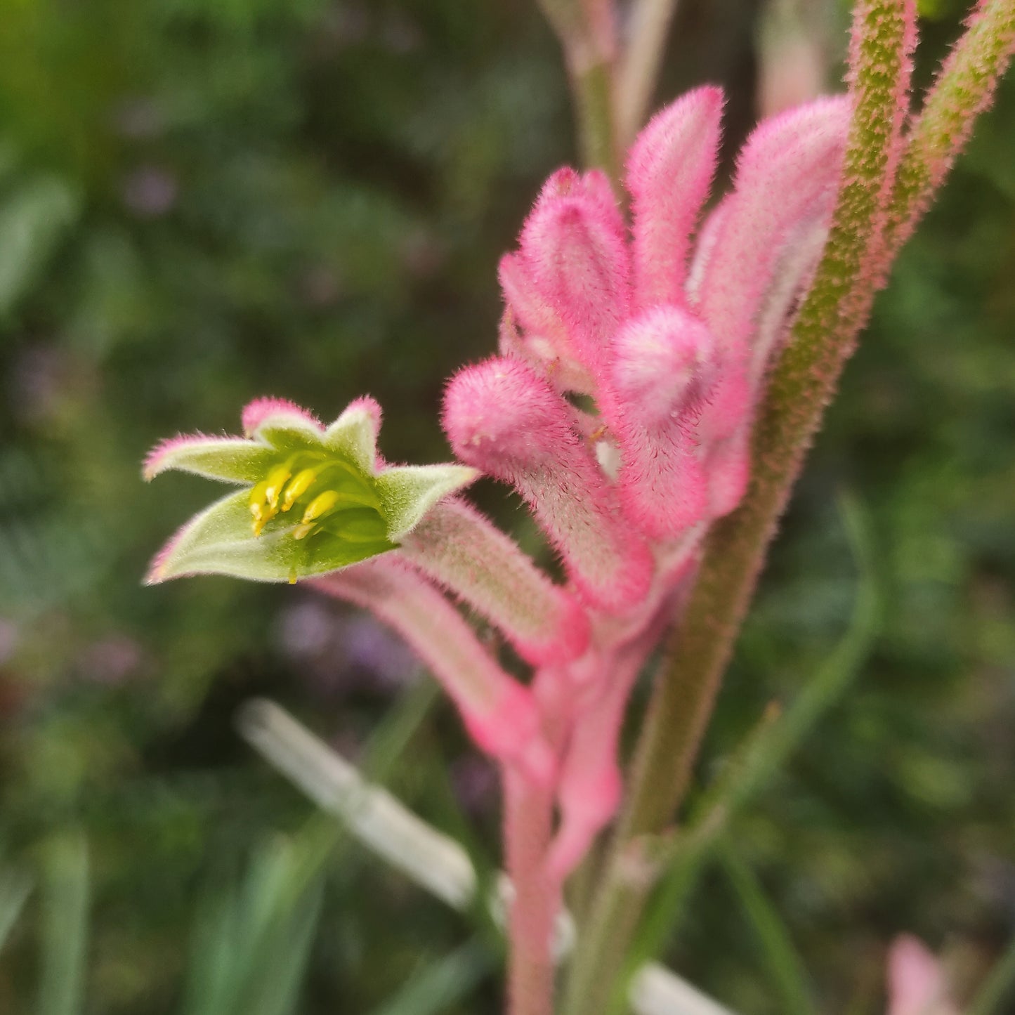Anigozanthos Bush Gems 'Pink' (Kangaroo Paw)