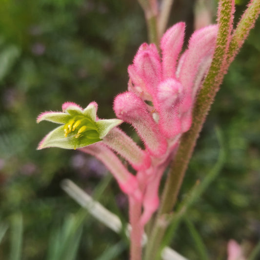 Anigozanthos Bush Gems 'Pink' (Kangaroo Paw)