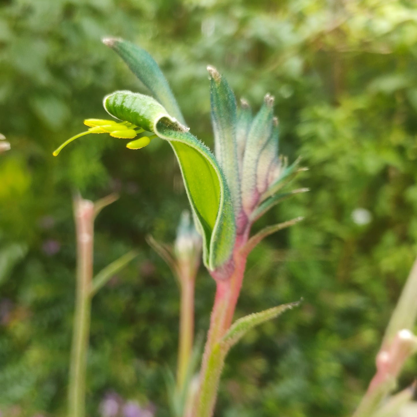 Anigozanthos Celebrations 'Fireworks' (Kangaroo Paw)