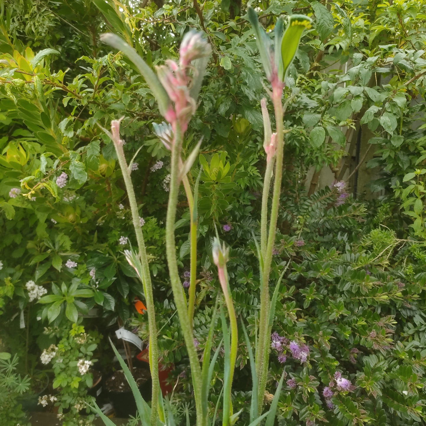 Anigozanthos Celebrations 'Fireworks' (Kangaroo Paw) Pikirangi
