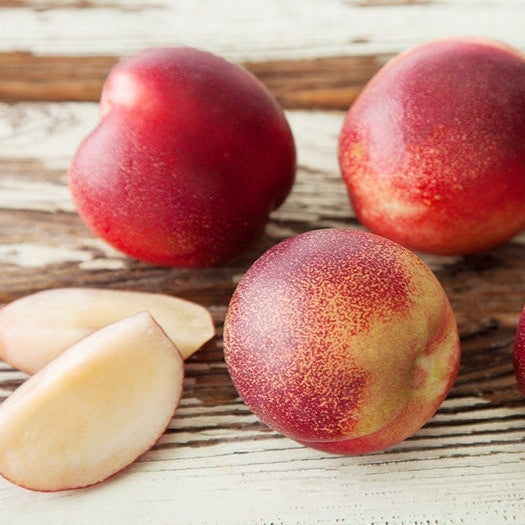 Prunus persica 'Snow Queen' (Nectarine)