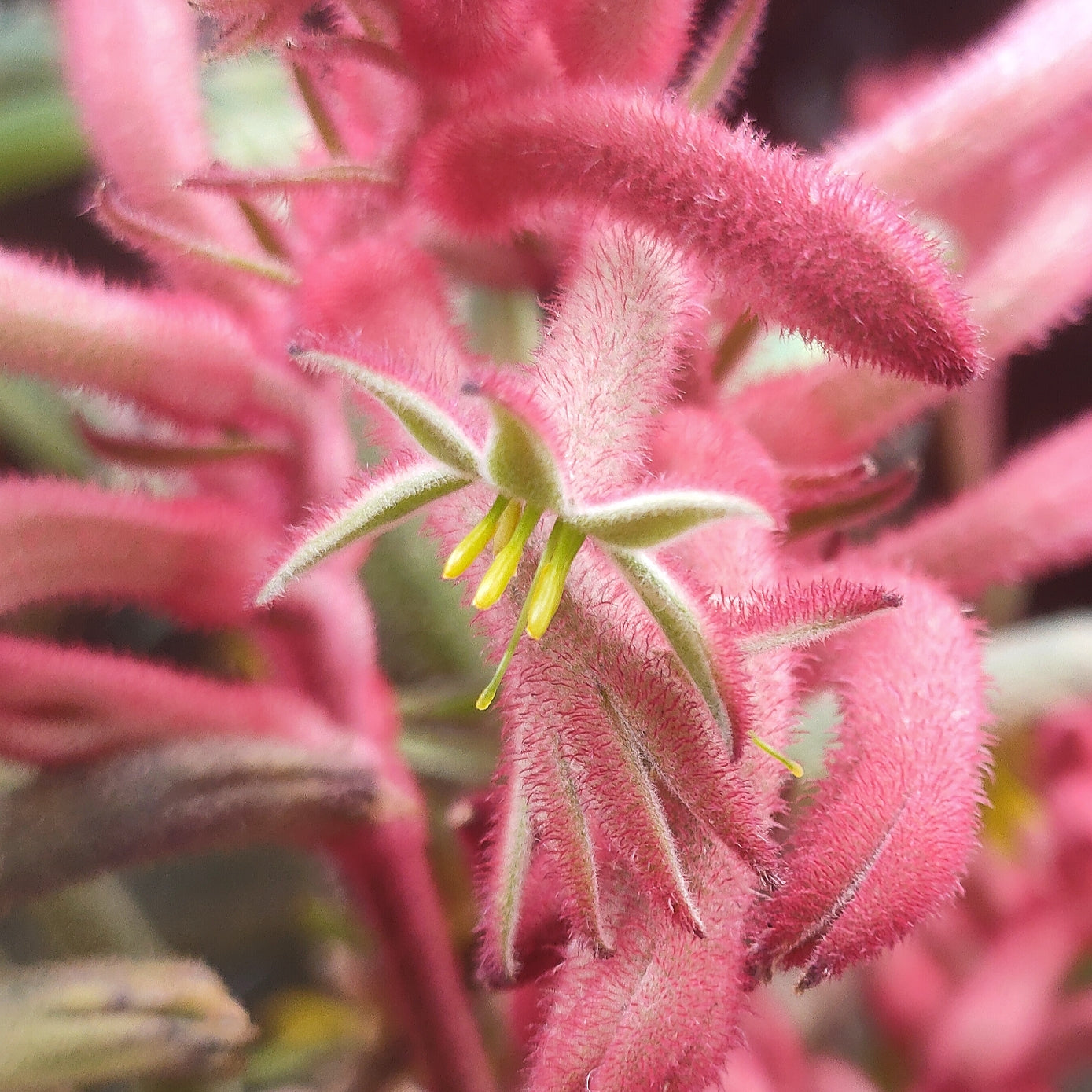 Anigozanthos Bush Gems 'Pink' (Kangaroo Paw)