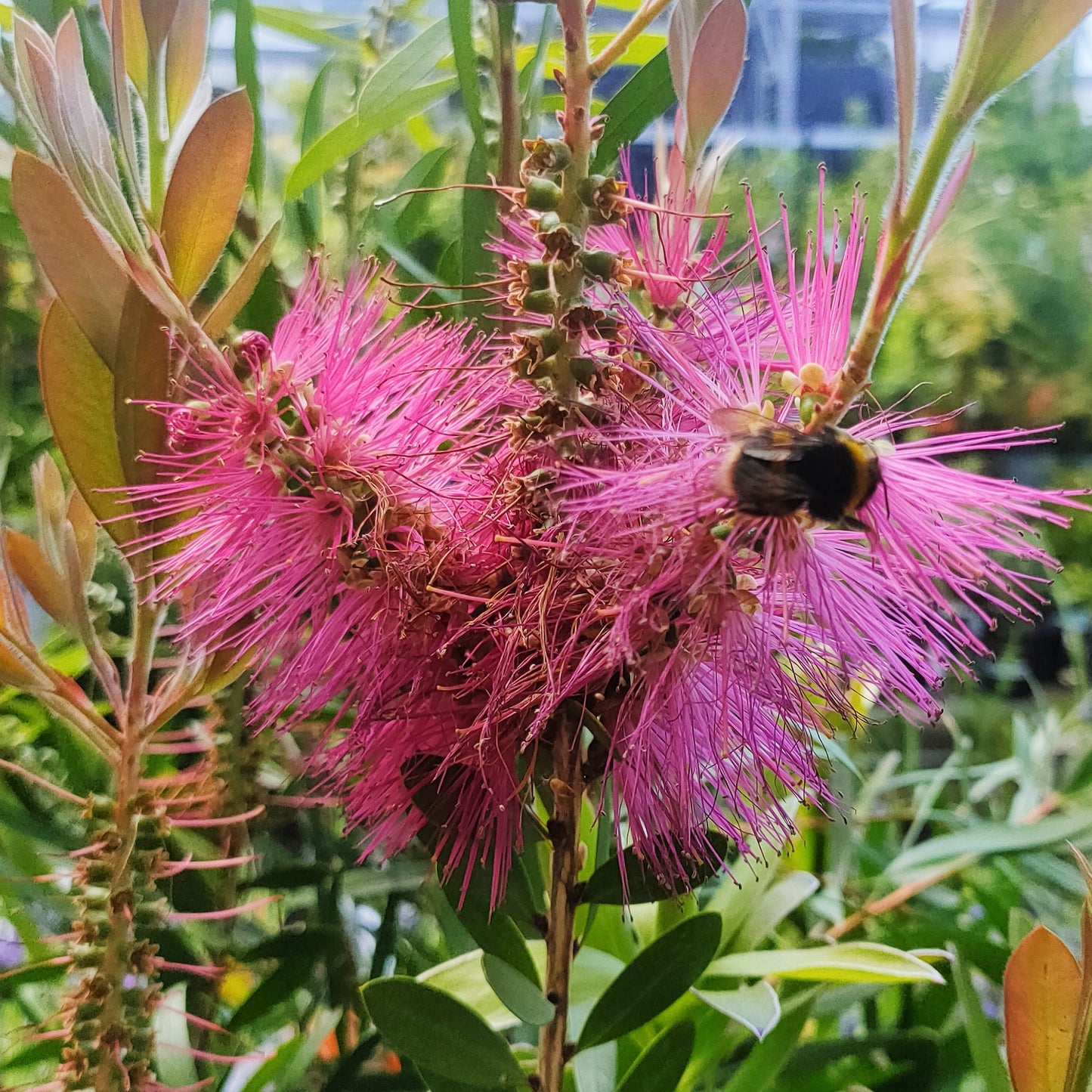 Callistemon 'Hot Pink' (Bottlebrush) Pikirangi