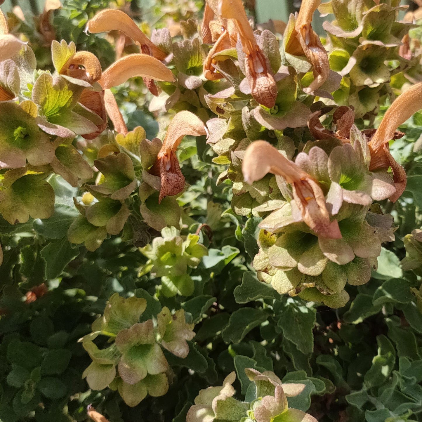 Salvia aurea (Golden Salvia)