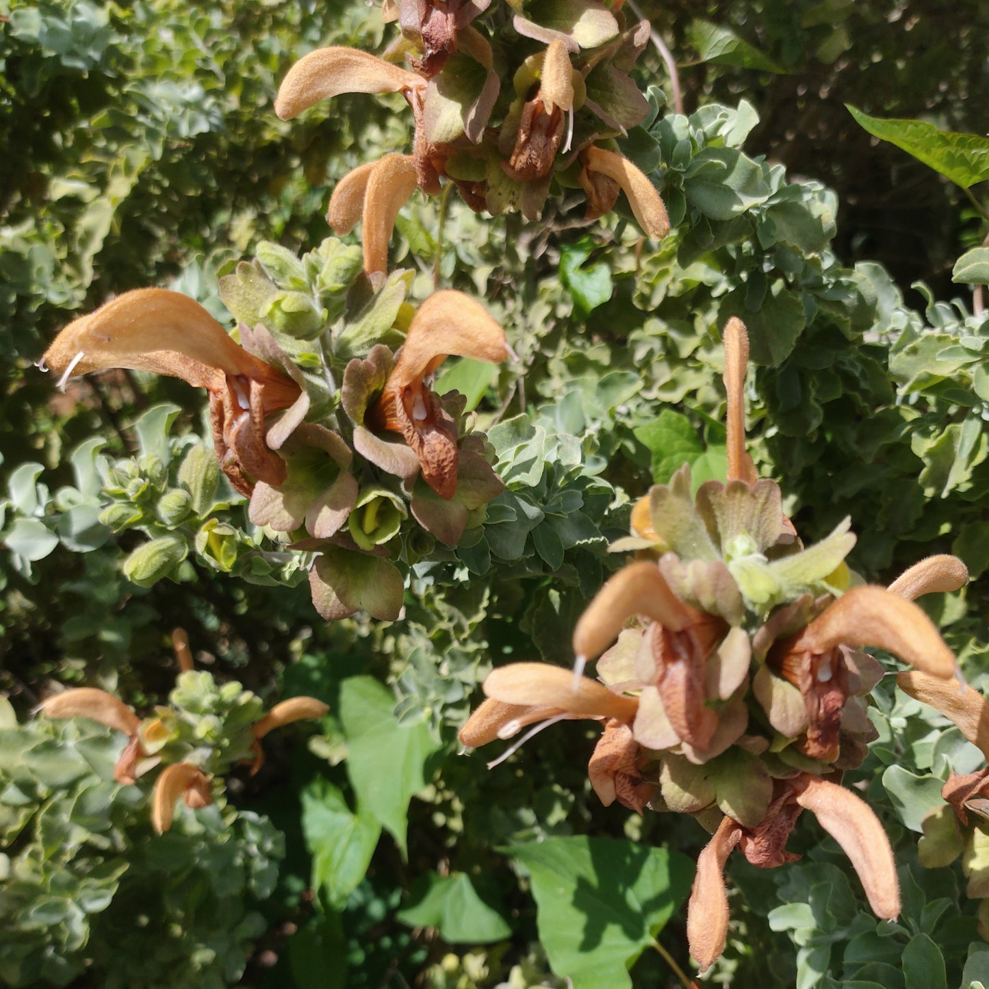 Salvia aurea (Golden Salvia)