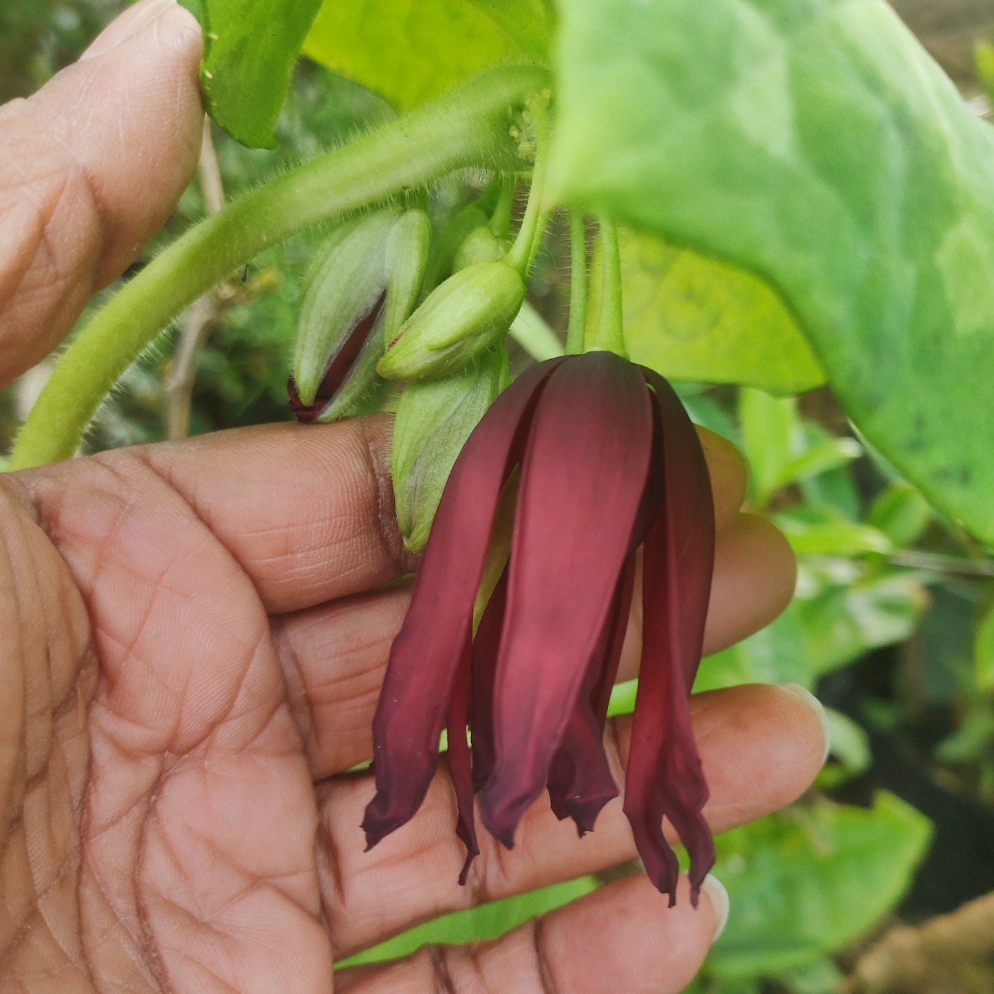 Podophyllum difforme 'Kaleidoscope' (Chinese Mayapple)