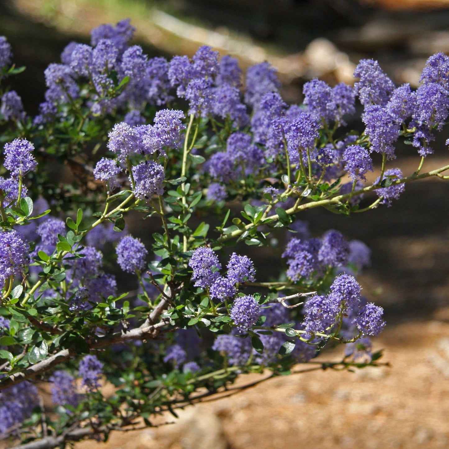 Ceanothus papillosus var. roweanus (Mount Tranquillon Ceanothus) Pikirangi Online Garden Centre