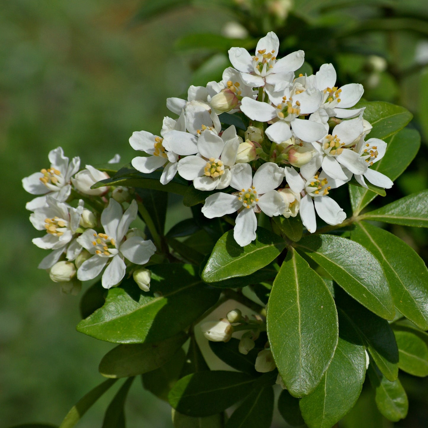 Choisya ternata (Mexican Orange Blossom) Pikirangi Online Garden Centre