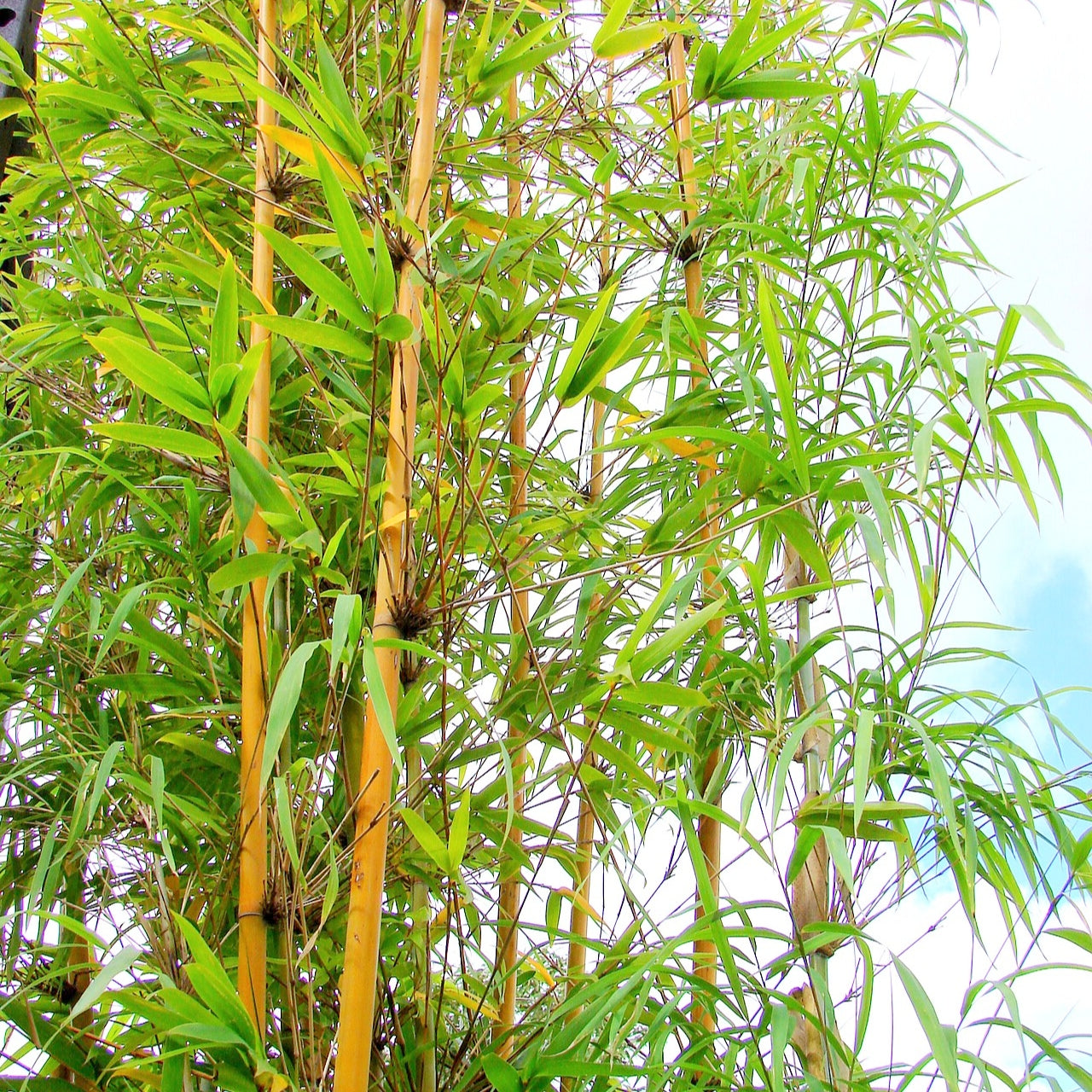 Bambusa textilis (Clumping Bamboo)