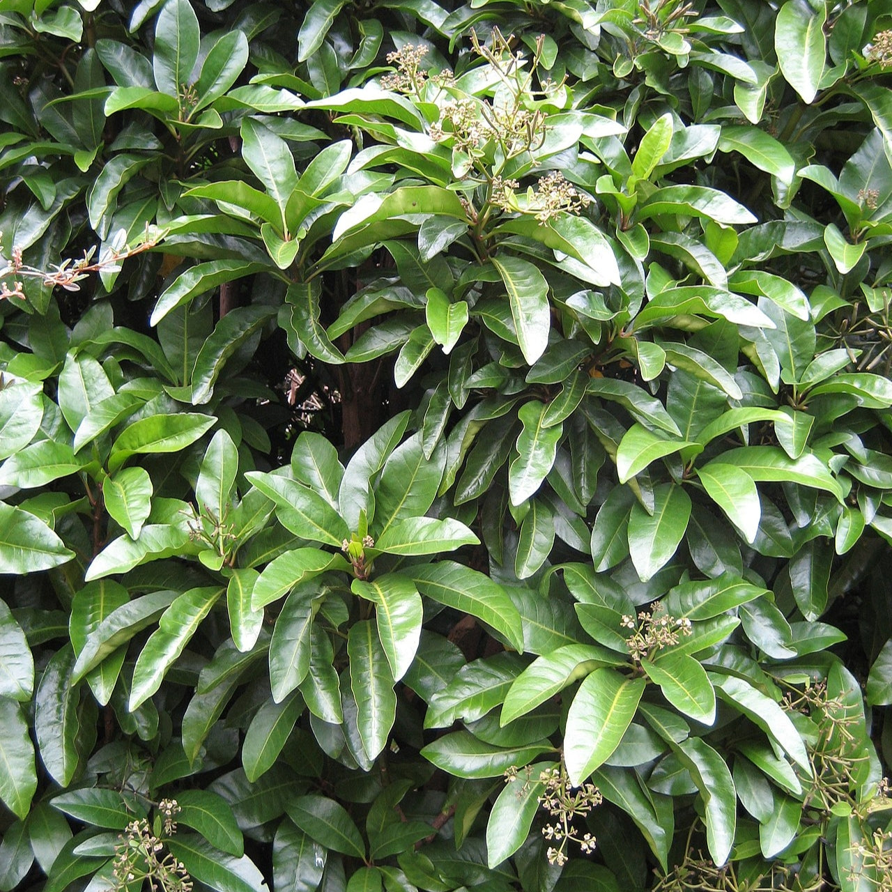 Pisonia brunoniana (Parapara, Birdcatcher Tree) Pikirangi Online Garden Centre