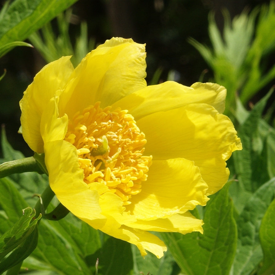 Paeonia ludlowii (Tibetan Tree Peony)