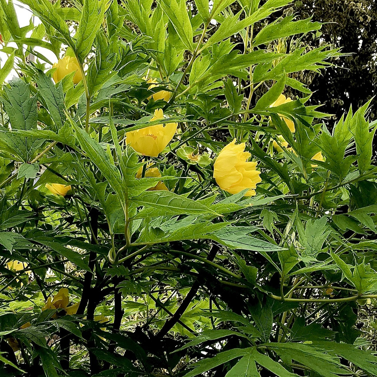 Paeonia ludlowii (Tibetan Tree Peony) S001