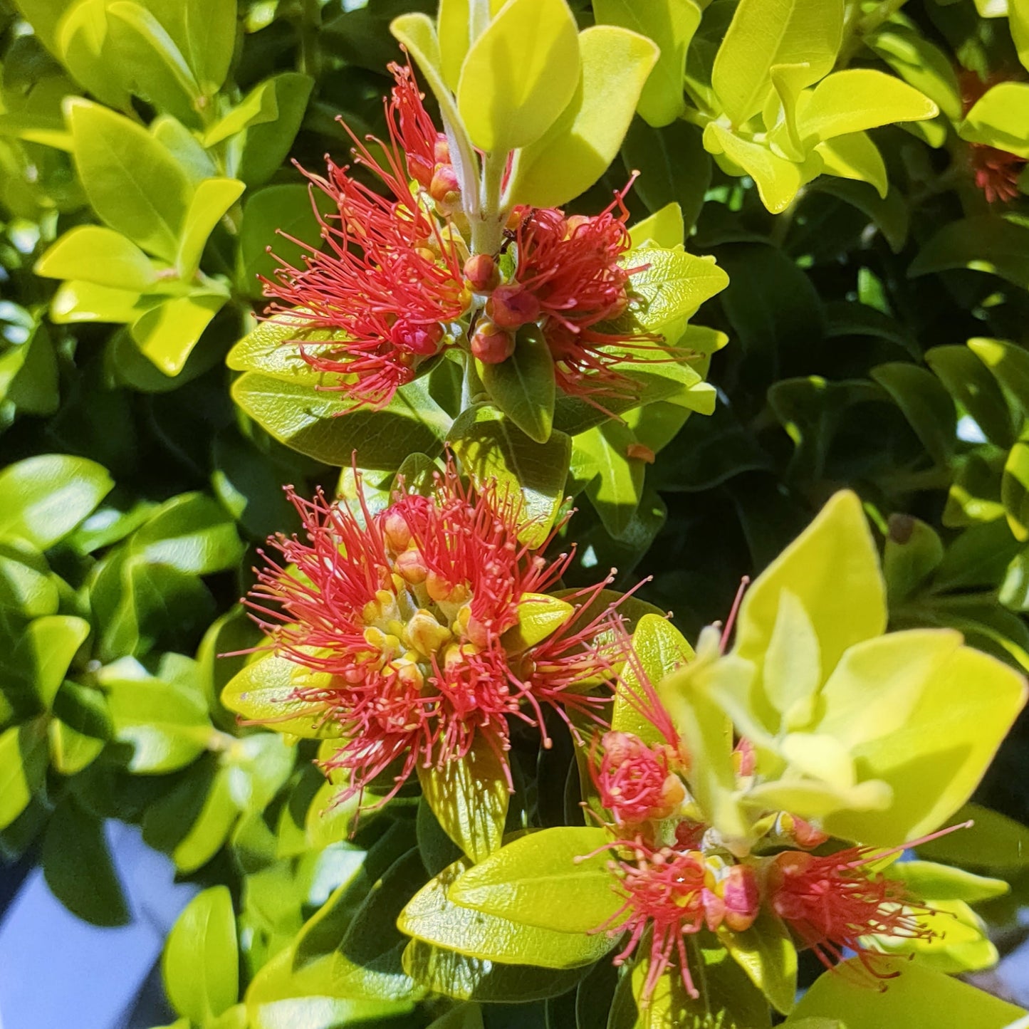 Metrosideros fulgens 'Jaffa' (Scarlet Rātā) Pikirangi Online Garden Centre
