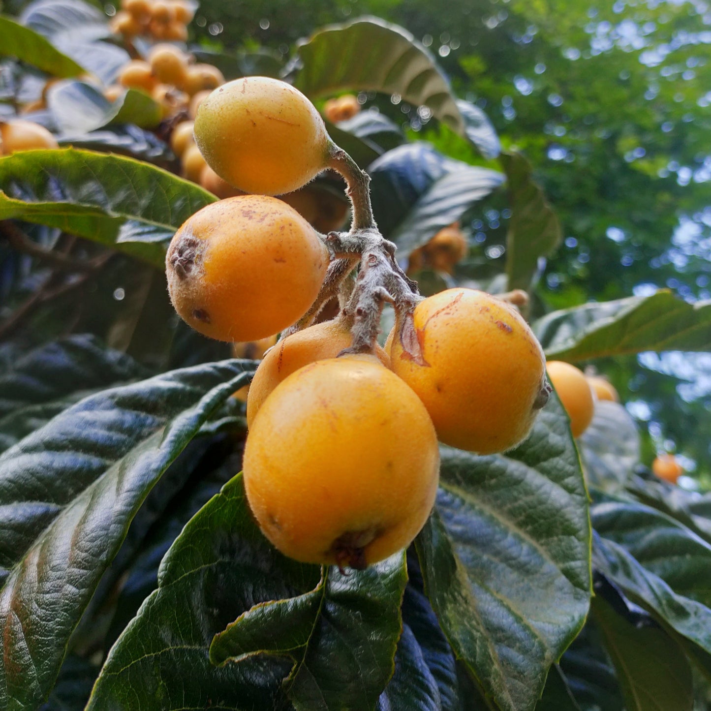 Eriobotrya japonica 'Tuiti' (Japanese Loquat) Pikirangi