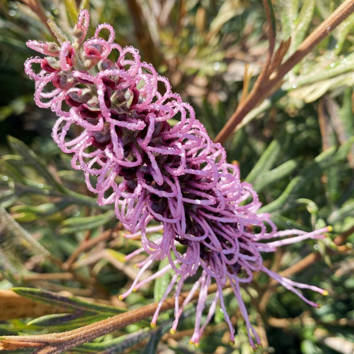 Grevillea 'Dorothy Gordon' (Spider Flower) S002